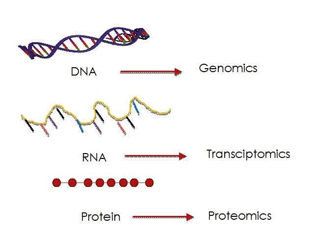 A schematic approach for “omics” technologies. Parts of illustration from www.pixabay.com