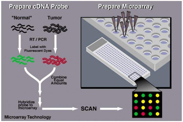 Sample processing for microarrays. https://www.genome.gov/10000533/dna-microarray-technology/