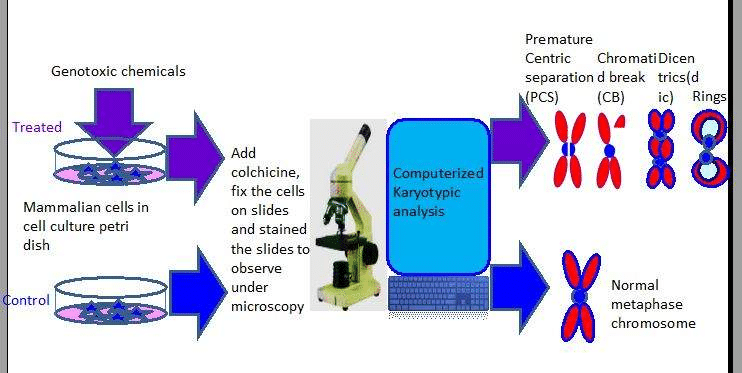 Estudio de aberración cromosómica