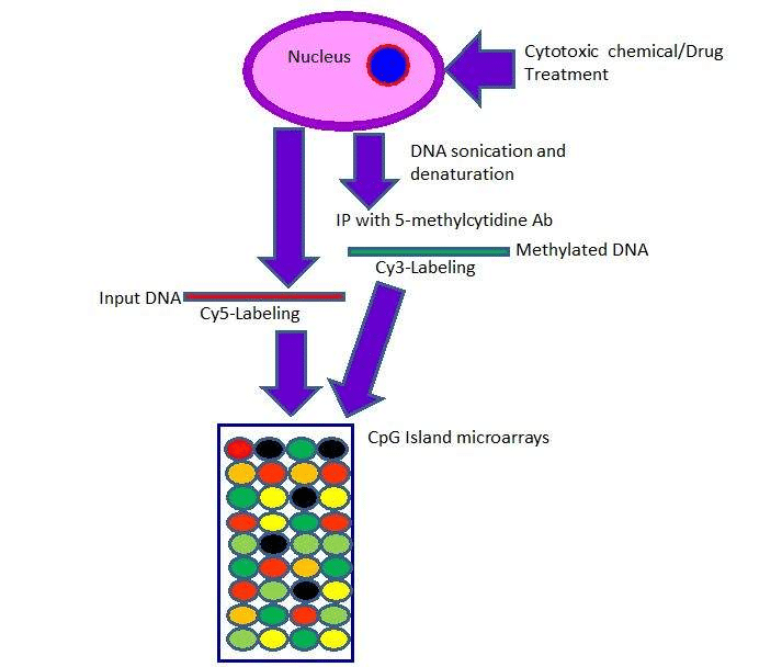 Schematic diagram of MeDIP protocol for DNA methylation assay.