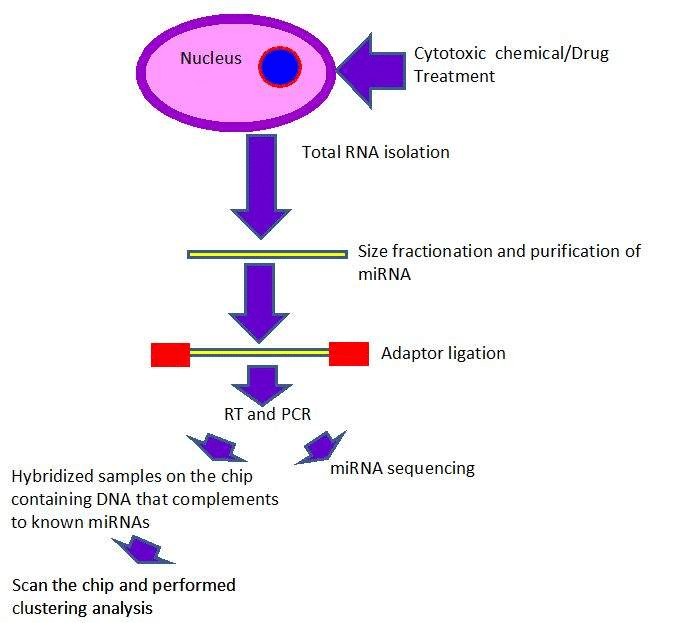 Schematic presentation of miRNA assay in epigenetic toxicology