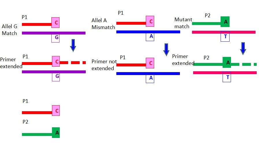 PCR específica de alelo