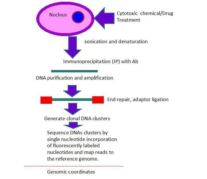 Schematic presentation of ChIP –seq of histone modification assay