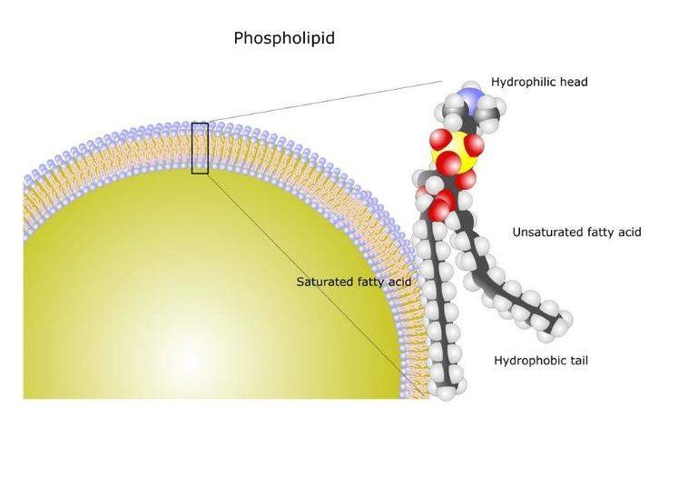 Figure 9. Structure of phospholipid - © 2010 Nature Education