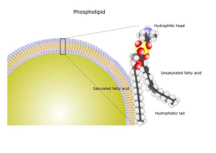 Малюнок 9. Структура фосфоліпідів - © 2010 Природознавство