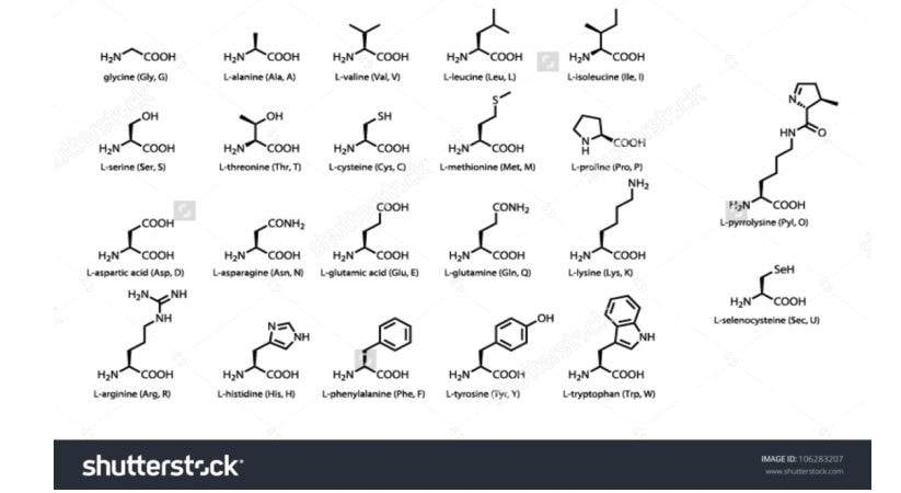 Chemical structures of 22 standard amino acids, including the recently discovered amino acids Pyl and Sec 