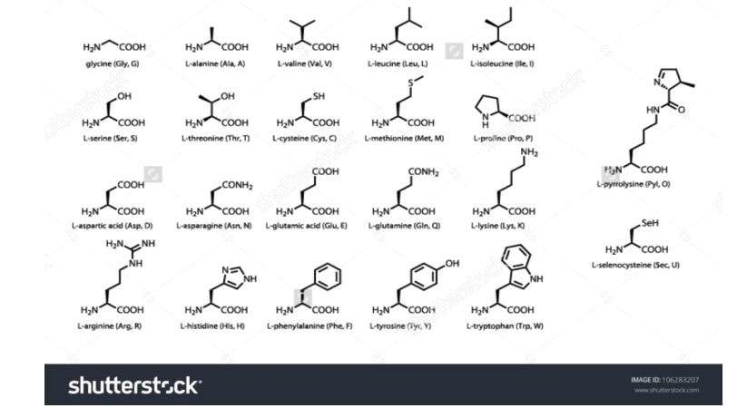 Хімічні структури 22 стандартних амінокислот, включаючи недавно відкриті амінокислоти Pyl і Sec