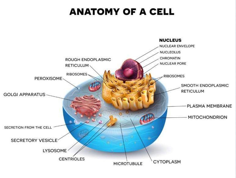 Structure of eukaryotic cell