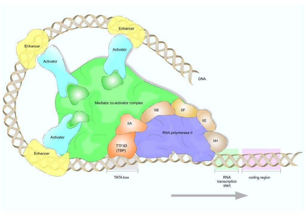 Figura 2. Maquinaria de transcripción de ARN