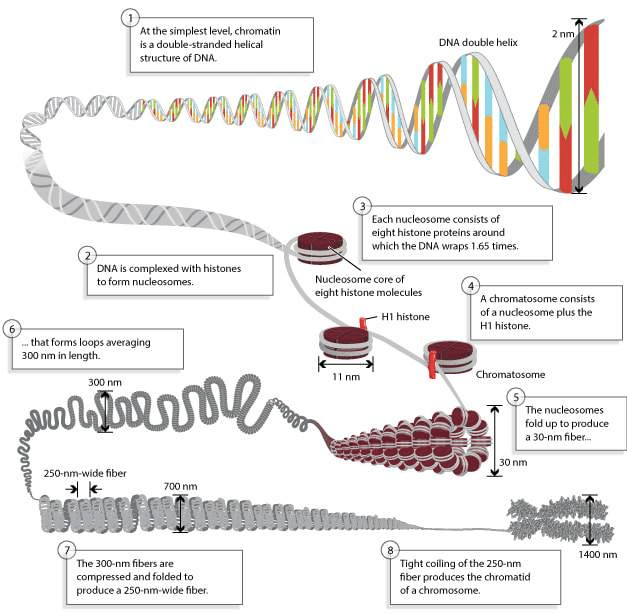 Chromosomes are composed of DNA tightly-wound around histones - © 2010 Nature Education 