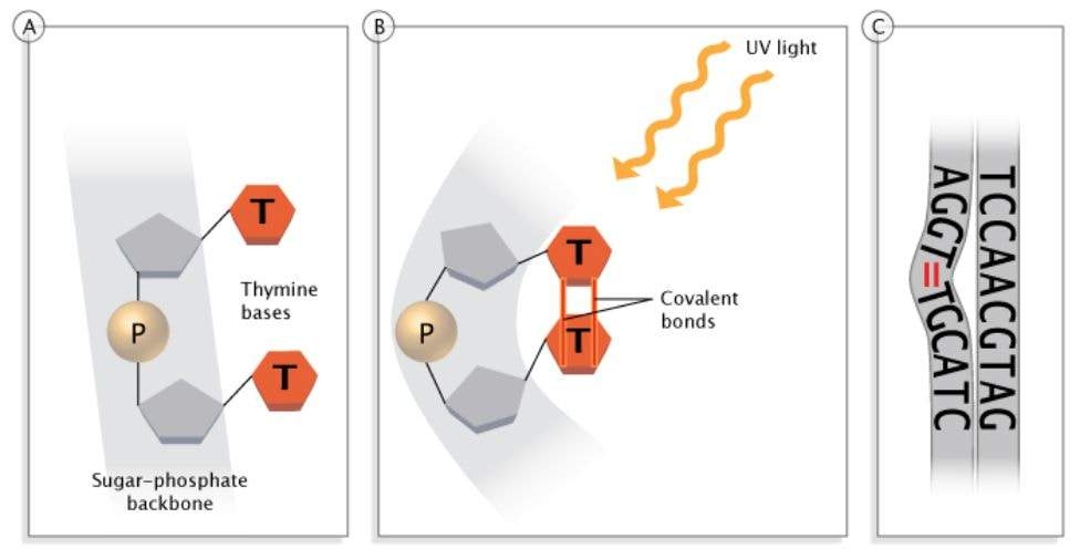 La radiación UV puede distorsionar el ADN, impidiendo la transcripción y replicación. Una región de ADN se muestra antes (A) y después de (B) su estructura se distorsiona por la radiación UV. La distorsión en el panel B se debe a una curva convexa en una hebra (C). - Fuente: © Nature Education