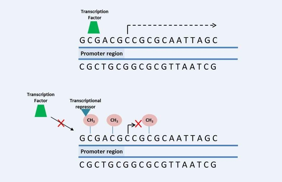 Metilación del ADN en la región promotora — Credit Aline de Conti