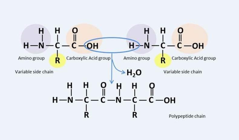 Пептидний зв'язок. Кредит: Аліна де Конті