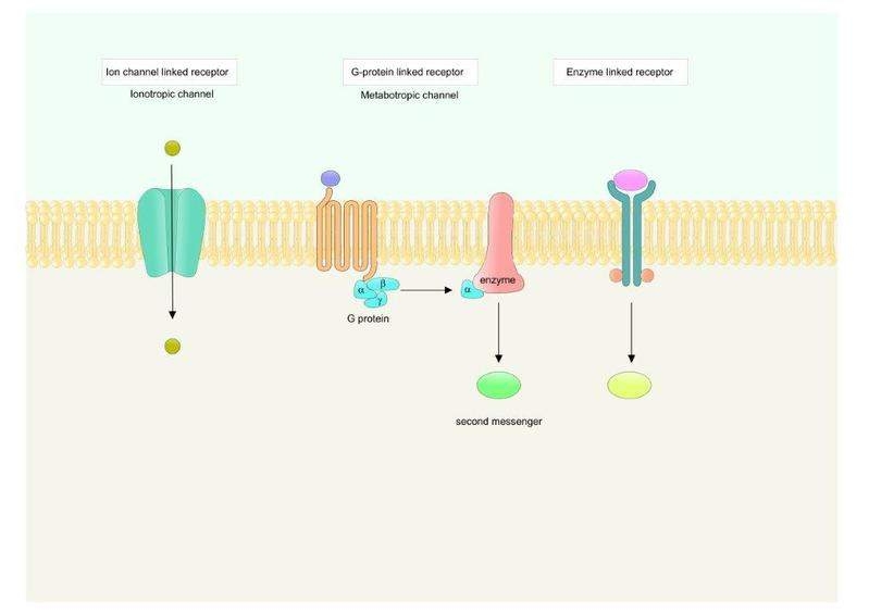 Main types of transmembrane receptors 