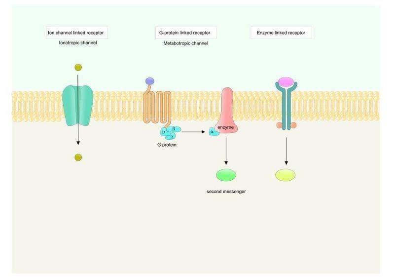 Principales tipos de receptores transmembrana