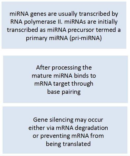Representación esquemática del silenciamiento génico por microARN. Crédito: Aline de Conti