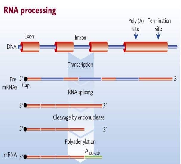 Procesamiento de ARN