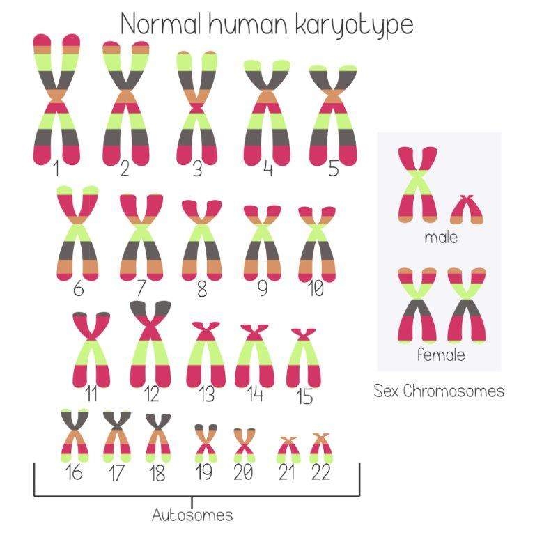 Human karyotype 
