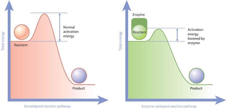 Ферменти та енергія активації - © 2010 Освіта природи