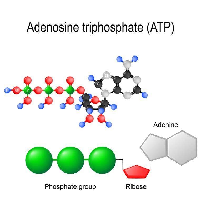 Example of structure of nucleotide: Adenosine triphosphate 