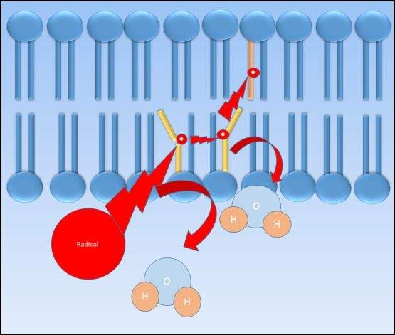 Figura 2.4 Caricatura de la peroxidación lipídica. Un radical electrófilo interactúa con la cadena de ácidos grasos de la membrana celular, extrayendo un átomo de hidrógeno y produciendo un radical de ácido graso que a su vez interactúa con otros ácidos grasos de la membrana celular, propagando la producción de radicales dentro de la membrana. La peroxidación lipídica puede resultar en lesiones graves de la membrana si no se termina a través de la interacción con un antioxidante.