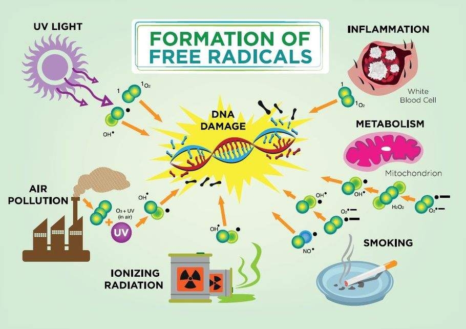 Figura 2.3 La formación y efectos de los radicales libres.