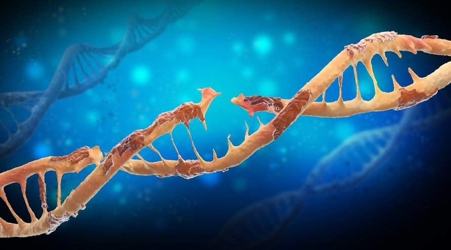Las roturas de la cadena de ADN pueden provocar la muerte celular, la mutación genética o el desarrollo de cánceres