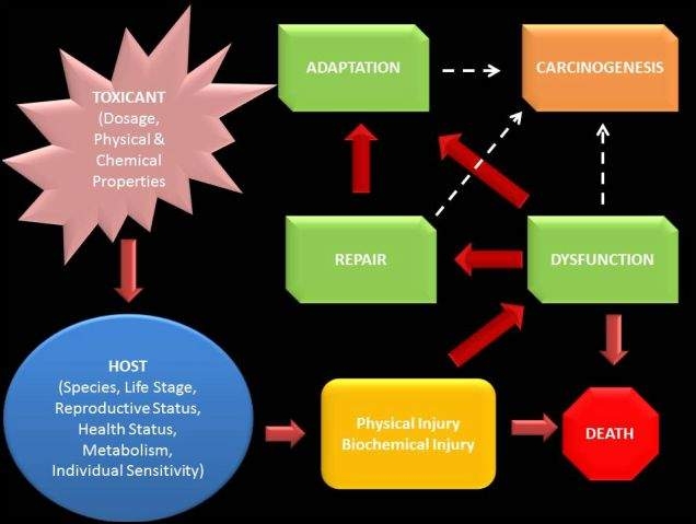 Pathophysiology of Toxicants