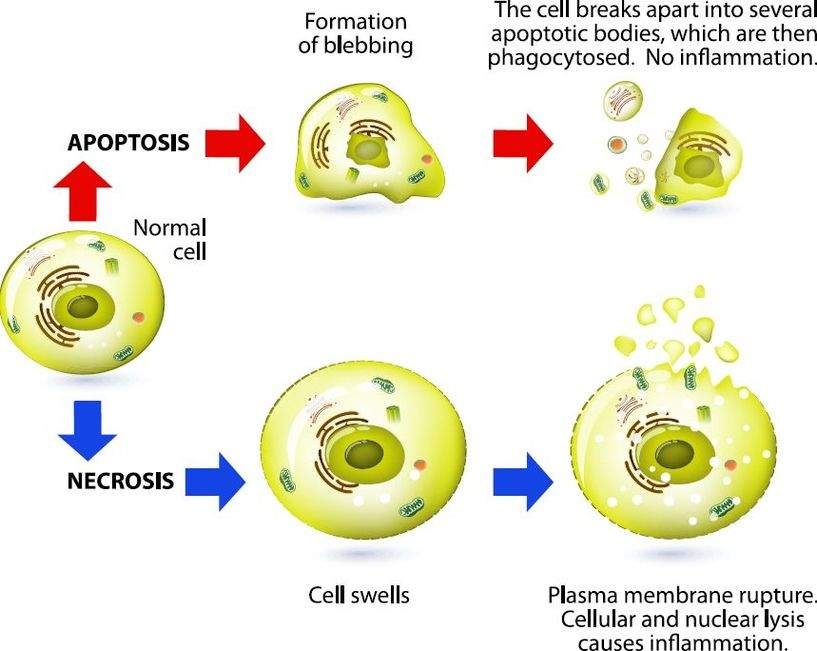 La apoptosis y la necrosis son dos formas muy diferentes de muerte celular.
