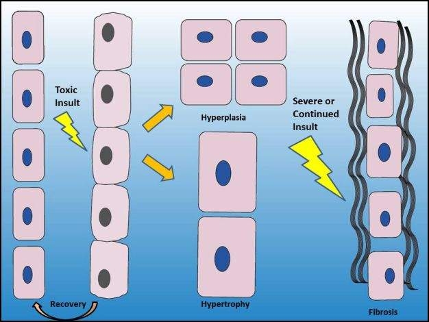 Toxicity — Science Learning Hub