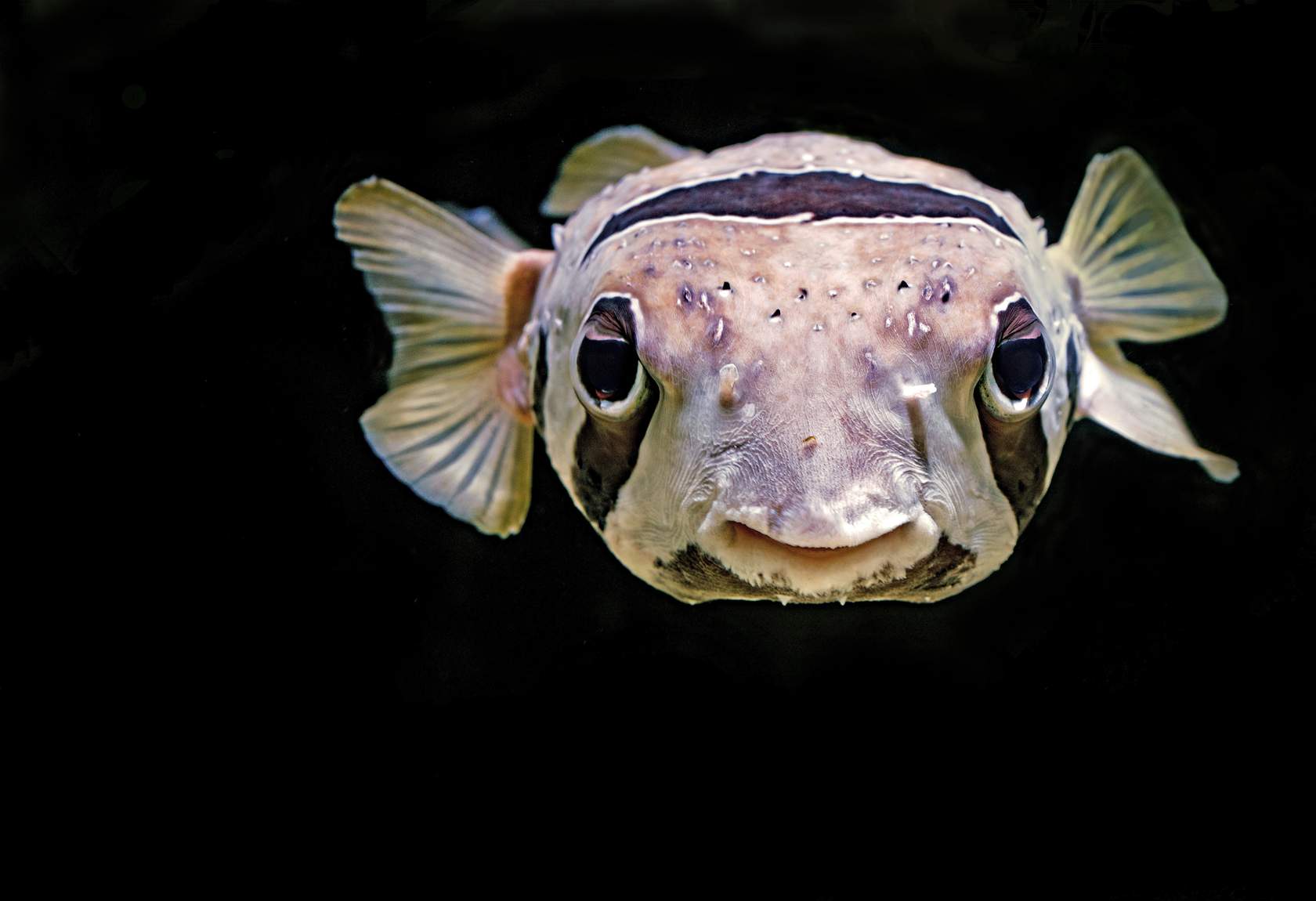 El pez globo (fugu) es un manjar en algunos países, pero si no se prepara correctamente puede provocar parálisis e incluso la muerte.